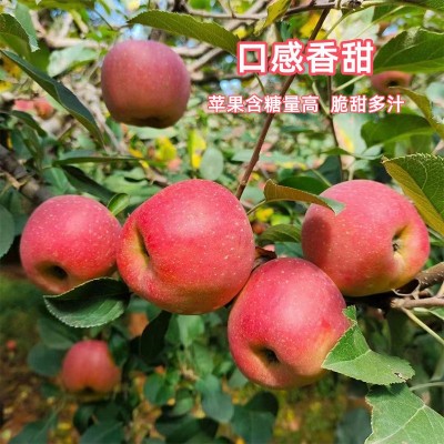 七彩之云批发当季云南昭通丑苹果冰糖心现摘现发新鲜脆甜一件代发图2