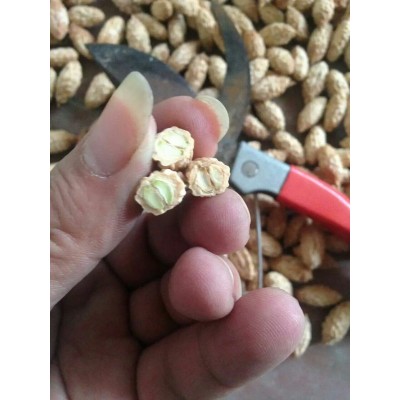 供应台湾大青枣种子 云南牛奶枣种子越南毛叶枣 基地直销 新货图4