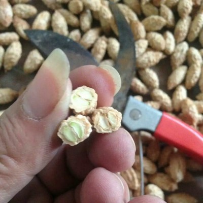 供应台湾大青枣种子 云南牛奶枣种子越南毛叶枣 基地直销 新货图5