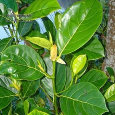 菠萝蜜苗高30cm以上热带水果苗树菠萝 蜜冬瓜 牛肚子果厂图2
