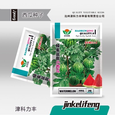 厂家大量批发蜂蜜盆栽小西瓜种子冰糖红心薄皮红瓤小型西瓜种籽图2