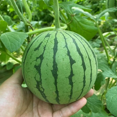 厂家大量批发蜂蜜盆栽小西瓜种子冰糖红心薄皮红瓤小型西瓜种籽图4