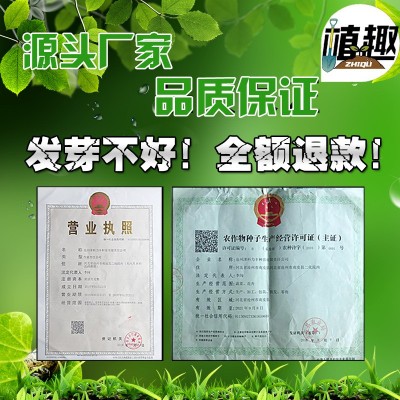 华骏金麒麟西瓜种子黄皮红壤红心种籽礼品型迷你瓜果超甜水果种子图3