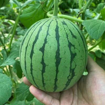 厂家直供小玉礼品西瓜种子早熟小型薄皮网红手剥西瓜水果种籽超甜图4