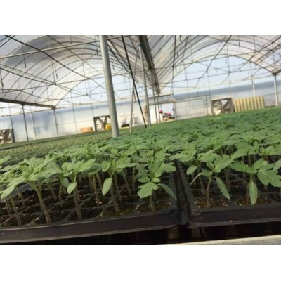 大红番茄种子 西红柿种子欧迪2号 抗TY病毒番茄种子图5