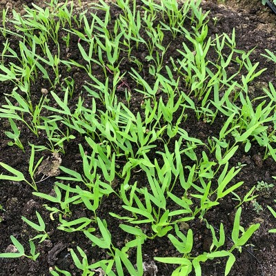 空心菜种子厂家直销批发三叉高产通心菜种籽四季耐热夏季小青菜种图4