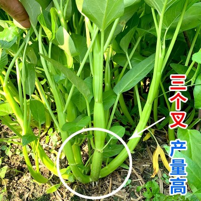 空心菜种子厂家直销批发三叉高产通心菜种籽四季耐热夏季小青菜种图2