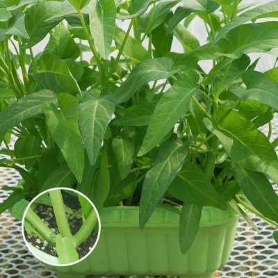 空心菜种子厂家直销批发三叉高产通心菜种籽四季耐热夏季小青菜种图3