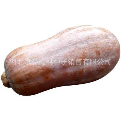 秘本南瓜种子四季蔬菜种籽家庭园艺盆栽小院种孑易成活好管理图3