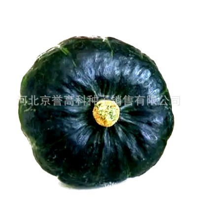 日本南瓜种子四季蔬菜种籽家庭园艺盆栽小院种植植物种孑易成活图2