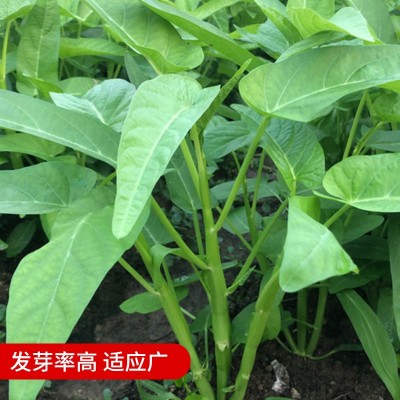 竹叶柳叶空心菜种子水培水上种植蔬菜种孑抗热三叉空心菜种籽菜籽图2