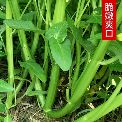 竹叶柳叶空心菜种子水培水上种植蔬菜种孑抗热三叉空心菜种籽菜籽图3