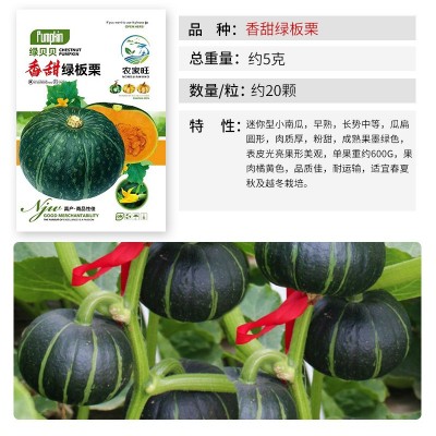板栗小南瓜种子香甜香糯板栗甜面高产瓜果蔬菜种子四季播种图2