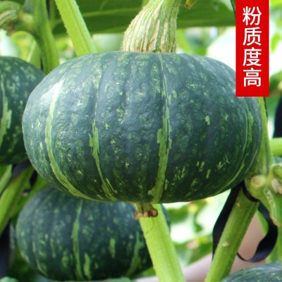 板栗小南瓜种子香甜香糯板栗甜面高产瓜果蔬菜种子四季播种图4