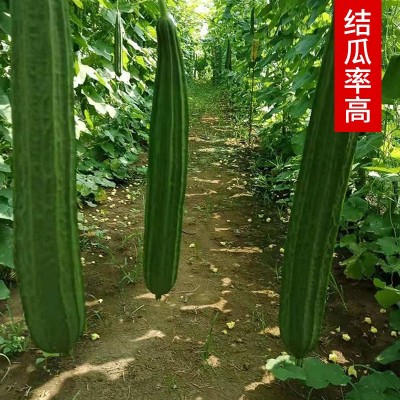 香嫩棱角丝瓜种子八棱丝瓜八角丝瓜广东丝瓜种子皮薄肉厚蔬菜种籽图4