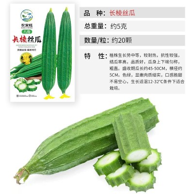 香嫩棱角丝瓜种子八棱丝瓜八角丝瓜广东丝瓜种子皮薄肉厚蔬菜种籽图2