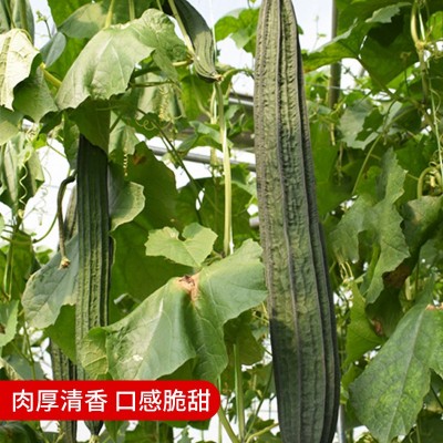 香嫩棱角丝瓜种子八棱丝瓜八角丝瓜广东丝瓜种子皮薄肉厚蔬菜种籽图3