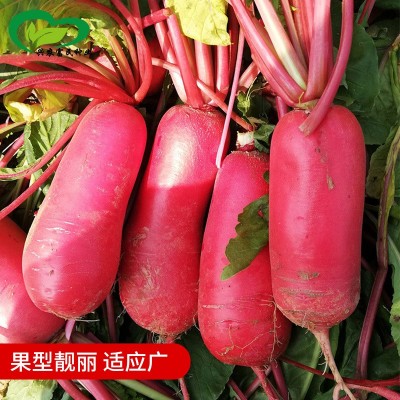 凤梨水果萝卜 红皮红肉多汁萝卜籽四季蔬菜种子阳台盆栽现货供应图3