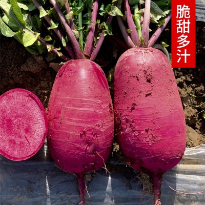 凤梨水果萝卜 红皮红肉多汁萝卜籽四季蔬菜种子阳台盆栽现货供应图4