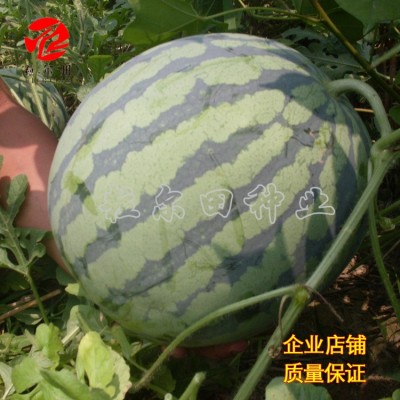 重茬大果京欣懒汉麒麟西瓜种子粒尔田喜来乐西瓜种籽基地种植图4