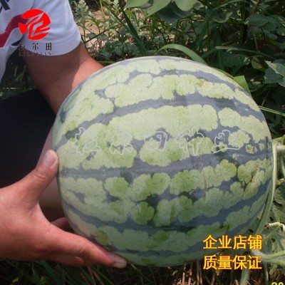 重茬大果京欣懒汉麒麟西瓜种子粒尔田喜来乐西瓜种籽基地种植图3
