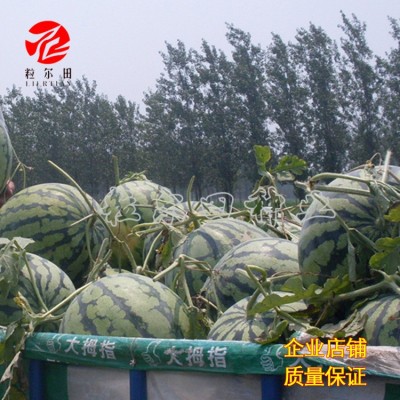 重茬大果京欣懒汉麒麟西瓜种子粒尔田喜来乐西瓜种籽基地种植图2