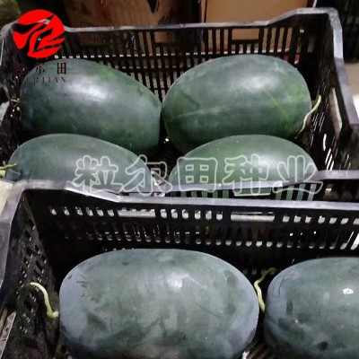 纯黑皮粒尔田黑蜜龙西瓜可重茬大果型好管理西瓜种子春季秋季种植图2