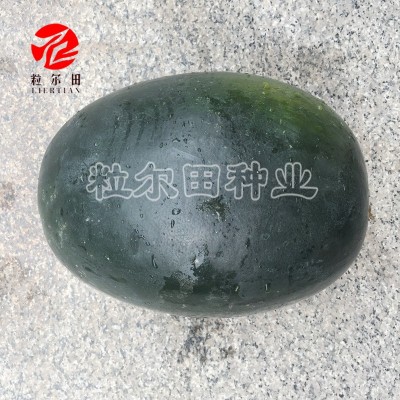 纯黑皮粒尔田黑蜜龙西瓜可重茬大果型好管理西瓜种子春季秋季种植图3
