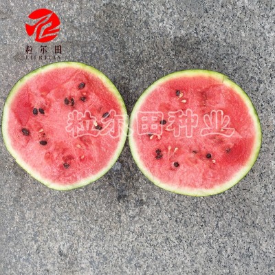 纯黑皮粒尔田黑蜜龙西瓜可重茬大果型好管理西瓜种子春季秋季种植图4