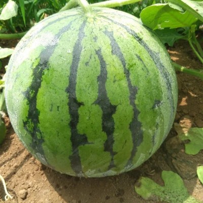粒尓田京欣西瓜种子麒麟西瓜种籽春季秋季大棚露地基地种植种图2