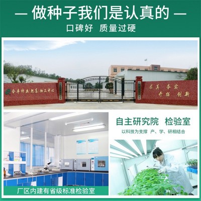 合丰种业 奶油黄瓜种子旱黄瓜种籽高产农家庭院黄瓜种菜籽批发图3