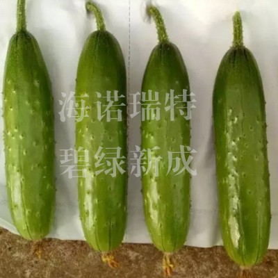 碧绿新成 丰产旱黄瓜品种 颜色翠绿 节间短不易徒长 口感佳耐低温图3