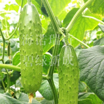 碧绿新成 丰产旱黄瓜品种 颜色翠绿 节间短不易徒长 口感佳耐低温图4