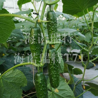 海诺瑞特T71 黑大刺强雌性黄瓜 大包大刺 节节瓜 瓜长17厘米左右图2