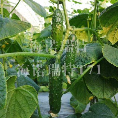 海诺瑞特T71 黑大刺强雌性黄瓜 大包大刺 节节瓜 瓜长17厘米左右图3