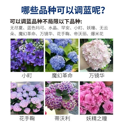 美植家绣球调蓝颗粒缓释肥家用硫酸铝专用调蓝剂调色肥图4