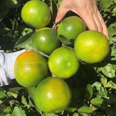 现摘新鲜蜜桔现摘云南早熟青皮无籽桔子酸甜水果批发包邮图2