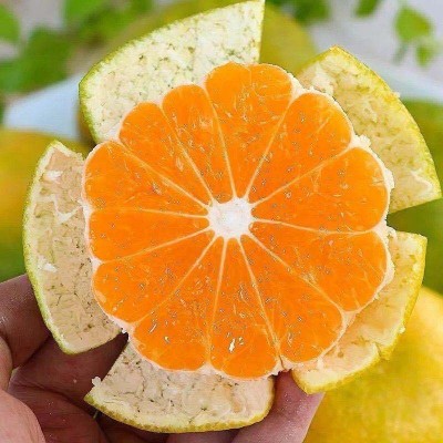 现摘新鲜蜜桔现摘云南早熟青皮无籽桔子酸甜水果批发包邮图4