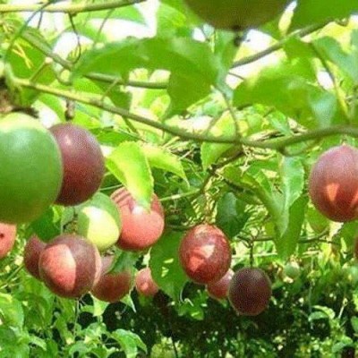 云南紫皮百香果5斤包邮超甜大果西番莲鸡蛋果水果果园现摘图3