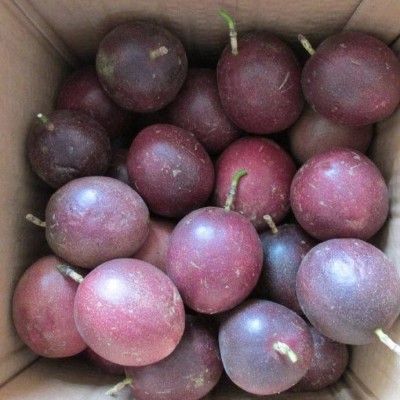 云南紫皮百香果5斤包邮超甜大果西番莲鸡蛋果水果果园现摘图5