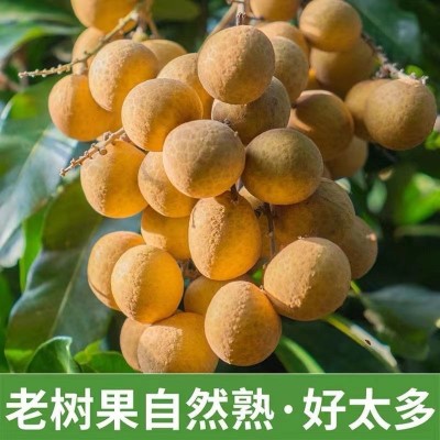 龙眼新鲜现摘水果新鲜应季水果鲜桂圆带箱5斤现摘鲜龙眼批发图3