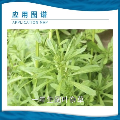 锐耙 13%二甲四氯钠2甲4氯钠小麦田一年生阔叶杂草农药除草剂900g图3