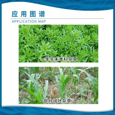 禾耐斯 乙草胺 春大豆田玉米田禾本科杂草部分阔叶杂草除草剂15ml图4