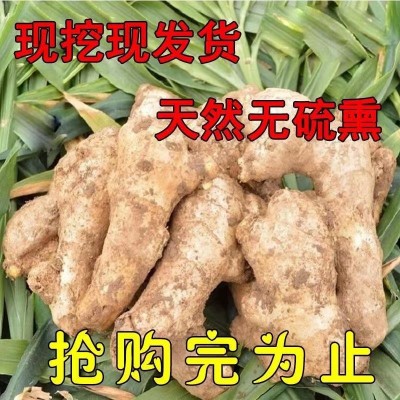 生姜山东黄姜老姜山东姜水洗无土月子姜老姜新鲜黄姜批发厂家批发 2千克图5