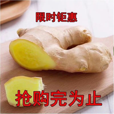 生姜山东黄姜老姜山东姜水洗无土月子姜老姜新鲜黄姜批发厂家批发 2千克图2