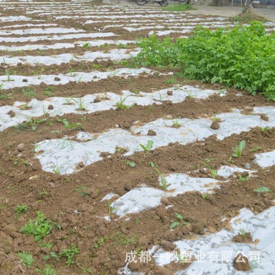 PE全新料可打孔地膜 农用白色透明保温塑料薄膜 农膜地膜厂家批发 20千克图4