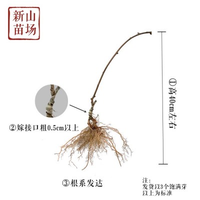 红心猕猴桃苗弥红阳猕猴桃苗四川奇异果苗当年结果四季嫁接苗地栽图3