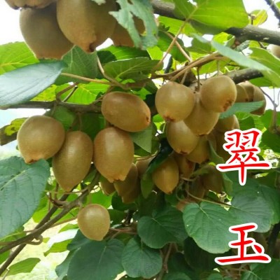 翠玉猕猴桃树果苗华优金福贵长猕猴桃嫁接苗果树奇异果苗当年结果图2