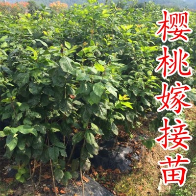 新山苗场 浙江葛家坞樱桃树诸暨短柄樱桃苗南方种中国嫁接小樱桃图2