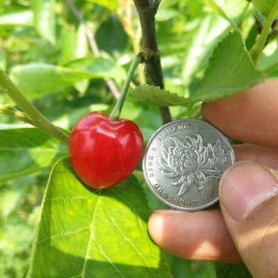 南方樱桃苗【20株起批 包邮】红妃南方大樱桃车厘子新品种基地图2